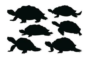 mer créatures et reptiles comme tortues en marchant dans différent positions. sauvage tortue debout, silhouettes sur une blanc Contexte. tortue plein corps silhouette collection. sauvage tortue silhouette paquet vecteur