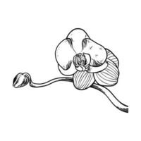 main tiré fleur botanique dessin de orchidée sur blanc Contexte. vecteur