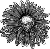 main tiré fleur botanique dessin de camomille sur blanc Contexte. vecteur