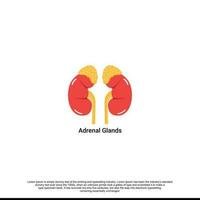 vecteur diagramme de surrénal glandes