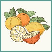 Illustration de Vintage dessinés à la main d'agrumes ou de citron avec le style Pointillism vecteur