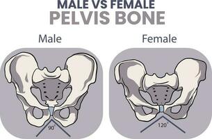 illustration de Masculin contre femelle bassin OS Comparaison vecteur