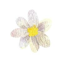 sauvage blanc fleur forêt aquarelle clipart vecteur