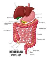 le partie de interne Humain digestif système illustration, vecteur illustration