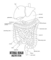 le partie de interne Humain digestif système, vecteur illustration