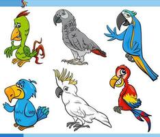 marrant dessin animé perroquets des oiseaux animal personnages ensemble vecteur