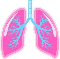 poumon respiration voies aériennes anatomie vecteur illustration