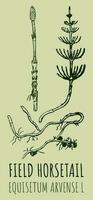 vecteur dessins de champ queue de cheval. main tiré illustration. Latin Nom equisetum calderi b.