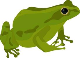 grenouille, crapaud, magnifique vecteur illustration, animal, amphibie