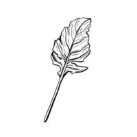 roquette isolé sur fond blanc. rucolla-parfumé, délicieux verts.herbes italiennes. illustration vectorielle dans le style doodle. illustration vectorielle. illustration vectorielle vecteur