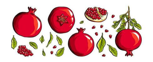Grenade fruit, des graines et plante. coloré exotique Grenade fruit. vecteur illustration