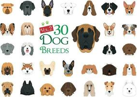chien races vecteur collection. ensemble 2. 30 différent chien races dans dessin animé style.