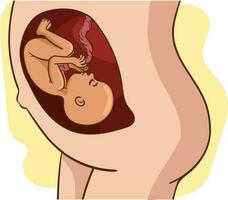 bébé dans utérus vecteur dessin.a Enceinte femme est dans le ventre de sa bébé vecteur illustration