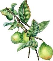 branche de arbre avec Trois goyave des fruits aquarelle illustration isolé sur blanc Contexte. tropical plante goyave avec vert feuilles main dessiné. conception élément pour emballage, emballage, étiqueter, affiche vecteur