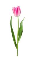 fond de tulipes colorées illustration vectorielle réaliste