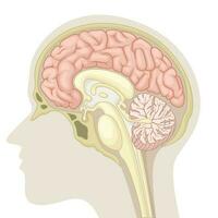 médian section de Humain cerveau, vecteur illustration