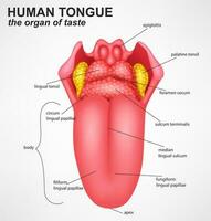 réaliste Humain langue structure, vecteur illustration