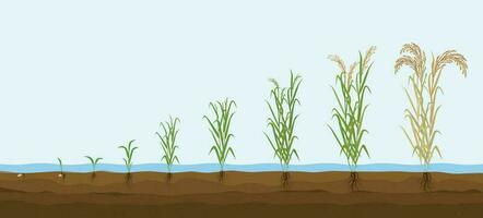 riz plante croissance composition vecteur