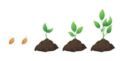 concept de étapes de semis croissance processus. une ensemble de vecteur isolé dessin animé éléments, des tas de sol avec Jeune vert plante choux avec feuilles grandi de une grain.