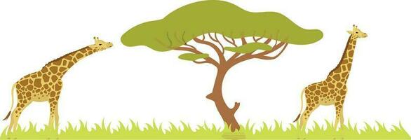 girafe et acacia arbre. africain savane. vecteur illustration