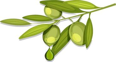 illustration de olive branche. vecteur