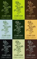 ensemble de vecteur dessin de Islande lichen dans divers couleurs. main tiré illustration. Latin Nom cétraire islandica l.