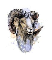 Mouflon d'Amérique mouton de montagne d'une éclaboussure d'aquarelle croquis dessinés à la main illustration vectorielle de peintures vecteur