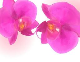naturaliste belle orchidée rose colorée vecteur