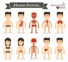 systèmes humains gastro-intestinal ou digestif squelettique cardiovasculaire ou circulatoire respiratoire gynécologique neurologique hépatobiliaire génito-urinaire design plat vecteur