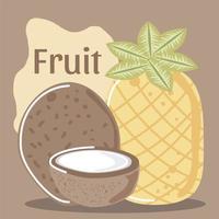 noix de coco tropicale fruits frais bio alimentation saine vecteur