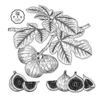 demi-tranche entière et branche de figue avec fruits et feuilles ensemble décoratif d'illustrations botaniques croquis dessinés à la main vecteur