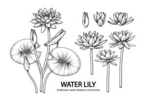 Éléments de fleur de nénuphar croquis dessinés à la main illustrations botaniques vecteur