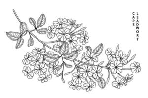 Branche de plumbago auriculata ou cape leadwort avec fleurs et feuilles illustrations botaniques croquis dessinés à la main vecteur
