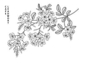 Branche de plumbago auriculata ou cape leadwort avec fleurs et feuilles illustrations botaniques croquis dessinés à la main vecteur