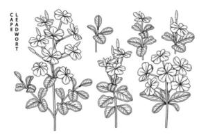 Plumbago auriculata ou cape leadwort fleur éléments de croquis dessinés à la main illustrations botaniques ensemble décoratif vecteur