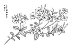 Branche de plumbago auriculata ou cape leadwort avec fleurs et feuilles illustrations botaniques croquis dessinés à la main vecteur