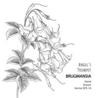 branche de trompette ange ou brugmansia avec fleurs et feuilles illustrations botaniques dessinés à la main vecteur