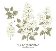 syringa vulgaris blanc ou fleur de lilas commune éléments dessinés à la main illustrations botaniques ensemble décoratif vecteur