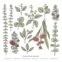 branche de jeu décoratif d'eucalyptus illustrations d'éléments botaniques dessinés à la main vecteur