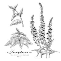fleur de digitale éléments de croquis dessinés à la main illustrations botaniques ensemble décoratif vecteur