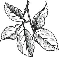 citrons feuilles sur une branche. eps botanique graphique illustration pour autocollants, motifs, emballage papier, cartes postales, conception, tissu, impressions sur vêtements, broderie. vecteur