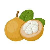 vecteur illustration, sandoricum koetjape, santol fruit, sentule ou coton fruit, isolé sur blanc Contexte.