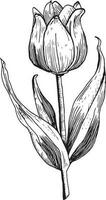 main tiré gravure esquisser de une tulipe fleur vecteur