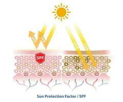 spf, Soleil protection facteur blocs uvb radiation pénétrer dans le peau couche vecteur sur blanc Contexte. Comparaison de peau avec crème solaire et non crème solaire. peau se soucier et beauté concept illustration.