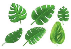 réaliste tropical les plantes vert feuille ensemble conception vecteur