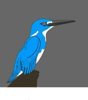 bleu martin-pêcheur oiseau vecteur. rare des oiseaux sont presque disparu vecteur