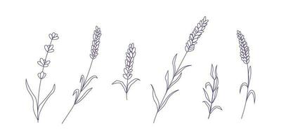 ensemble de lavande fleurs éléments. botanique illustration. collection de lavande fleurs vecteur