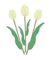 Trois Jaune tulipes avec feuilles, coloré illustration vecteur