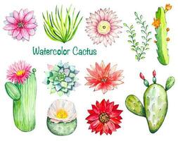 ensemble avec épanouissement cactus, fleurs, aquarelle vecteur