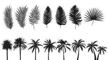 paume arbre silhouettes collection. isolé paumes feuilles ensemble. vecteur graphique de des arbres. tropical et exotique les plantes. Naturel et dessin animé formes. noir des illustrations sur blanc Contexte.